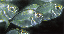 To FishBase images (<i>Photopectoralis bindus</i>, Indonesia, by Allen, G.R.)