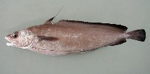 To FishBase images (<i>Phycis blennoides</i>, Azores Is., by Cambraia Duarte, P.M.N. (c)ImagDOP)