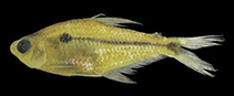 Image of Phenacogaster calverti 