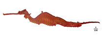 To FishBase images (<i>Phyllopteryx dewysea</i>, Australia, by Stiller, J.)