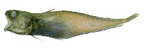 To FishBase images (<i>Physiculus fulvus</i>, by JAMARC)