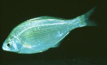To FishBase images (<i>Phanerodon furcatus</i>, by Gotshall, D.W.)