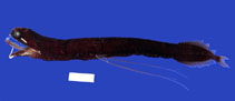 To FishBase images (<i>Photostomias goodyeari</i>, by Museum of Comparative Zoology (MCZ), Harvard University)