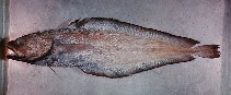 To FishBase images (<i>Physiculus grinnelli</i>, Hawaii, by Randall, J.E.)