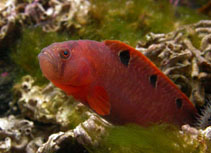 To FishBase images (<i>Pholis gunnellus</i>, Sweden, by Noren, M.)