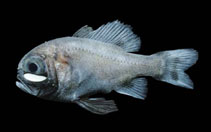 Image of Phthanophaneron harveyi (Gulf flashlightfish)