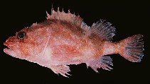 To FishBase images (<i>Phenacoscorpius megalops</i>, Hawaii, by Randall, J.E.)