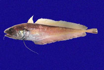 To FishBase images (<i>Physiculus nematopus</i>, Panama, by Robertson, R.)