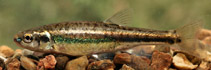 To FishBase images (<i>Phoxinus phoxinus</i>, Serbia, by Sediva, A.)