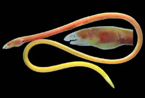 To FishBase images (<i>Phaenomonas pinnata</i>, Mexico, by Robertson, R.)