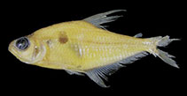 Image of Phenacogaster prolata 