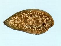 To FishBase images (<i>Phyllichthys punctatus</i>, by CSIRO)