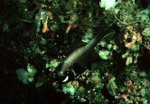To FishBase images (<i>Photoblepharon steinitzi</i>, Sudan, by Randall, J.E.)