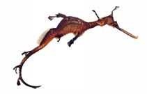 To FishBase images (<i>Phyllopteryx taeniolatus</i>, Australia, by Good, P.)