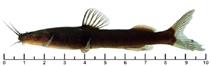 Image of Phenacorhamdia tenebrosa 