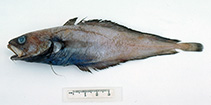 To FishBase images (<i>Physiculus therosideros</i>, Australia, by Graham, K.)