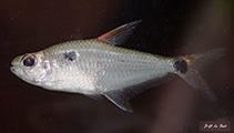 Image of Phenacogaster wayana 