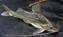 To FishBase images (<i>Pimelodus argenteus</i>, Bolivia, by van de Ven, M.)