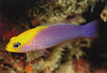To FishBase images (<i>Pictichromis aurifrons</i>, Papua New Guinea, by Allen, G.R.)