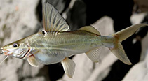 To FishBase images (<i>Pimelodus blochii</i>, Colombia, by Castro-Lima, F.)