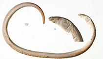 Image of Pisodonophis copelandi 