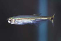 To FishBase images (<i>Piabucus dentatus</i>, by JJPhoto)