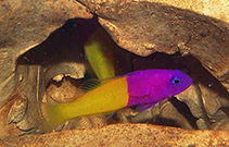 To FishBase images (<i>Pictichromis dinar</i>, by Großkopf, J.)