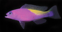 To FishBase images (<i>Pictichromis ephippiata</i>, Papua New Guinea, by Randall, J.E.)