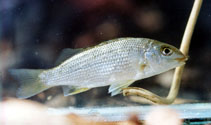 To FishBase images (<i>Pingalla gilberti</i>, Australia, by Aland, G.)