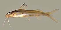 To FishBase images (<i>Pimelodella macturki</i>, Guyana, by Holm, E.)