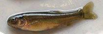 To FishBase images (<i>Pimephales promelas</i>, Canada, by Divino, J.N.)