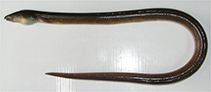 Image of Pisodonophis sangjuensis (Korean Snake eel)