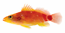 To FishBase images (<i>Plectranthias ahiahiata</i>, Chile, by Bart Shepherd et al. 2018)