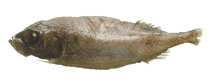 To FishBase images (<i>Platytroctes apus</i>, by JAMARC)
