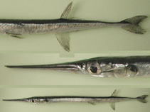 To FishBase images (<i>Platybelone argalus lovii</i>, Cape Verde, by Freitas, R.)