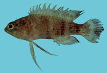 To FishBase images (<i>Plesiops auritus</i>, Thailand, by Winterbottom, R.)