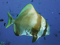 To FishBase images (<i>Platax batavianus</i>, Indonesia, by Allen, G.R.)
