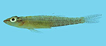 To FishBase images (<i>Pleurosicya bilobata</i>, Palau, by Winterbottom, R.)