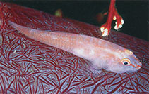 To FishBase images (<i>Pleurosicya boldinghi</i>, Indonesia, by Kuiter, R.H.)