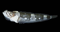 To FishBase images (<i>Platygillellus bussingi</i>, Panama, by Allen, G.R.)