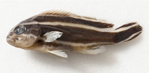 Image of Plectorhinchus caeruleonothus (Blue bastard)