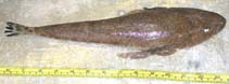 To FishBase images (<i>Platycephalus caeruleopunctatus</i>, by Dijkstra, K.)