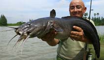 To FishBase images (<i>Plotosus canius</i>, Thailand, by Jean-Francois Helias / Fishing Adventures Thailand)
