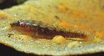To FishBase images (<i>Pleurosicya carolinensis</i>, Philippines, by Allen, G.R.)