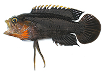 To FishBase images (<i>Plesiops cephalotaenia</i>, Japan, by Miyahara, H.)