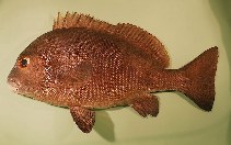 To FishBase images (<i>Plectorhinchus chubbi</i>, Sri Lanka, by Randall, J.E.)