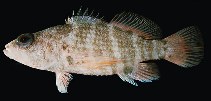 To FishBase images (<i>Plectranthias cirrhitoides</i>, French Polynesia, by Randall, J.E.)