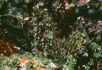 To FishBase images (<i>Pleuronichthys coenosus</i>, by Gotshall, D.W.)