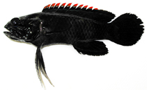 To FishBase images (<i>Plesiops coeruleolineatus</i>, Japan, by Miyahara, H.)