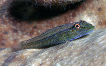 To FishBase images (<i>Pleurosicya coerulea</i>, Philippines, by Allen, G.R.)